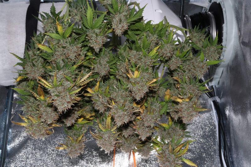 Auto Gorilla Glue, Фасовка: 5, изображение 7